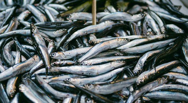 Les bienfaits des plantes dans le traitement des maladies du sang